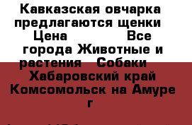 Кавказская овчарка -предлагаются щенки › Цена ­ 20 000 - Все города Животные и растения » Собаки   . Хабаровский край,Комсомольск-на-Амуре г.
